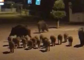 Yaban domuzu sürüsü Marmarislilerin ilgi odağı oldu