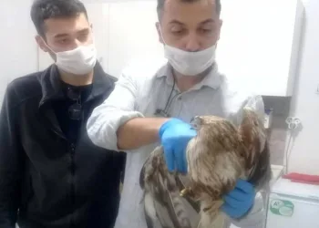 Yaralı kızıl şahin tedavi altına alındı