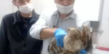 Yaralı kızıl şahin tedavi altına alındı
