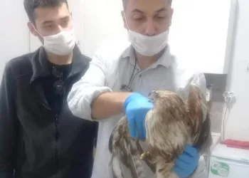 Yaralı kızıl şahin tedaviye alındı