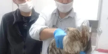 Yaralı kızıl şahin tedaviye alındı