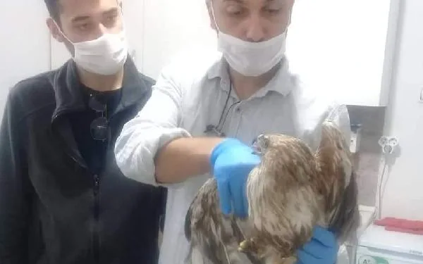 Yaralı kızıl şahin tedaviye alındı