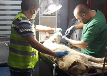 Yaralı Sokak Köpeği̇ İçi̇n Seferber Oldular