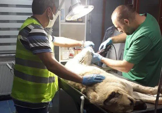 Yaralı Sokak Köpeği̇ İçi̇n Seferber Oldular