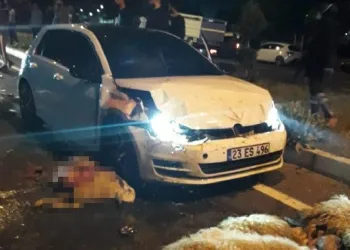 Yarışan otomobiller sürüye çarptı: 1 yaralı, 30 koyun telef oldu