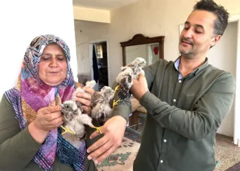 Yuvadan Düşen Yavru Kartallar Etle Besleni̇yor