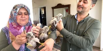 Yuvadan Düşen Yavru Kartallar Etle Besleni̇yor