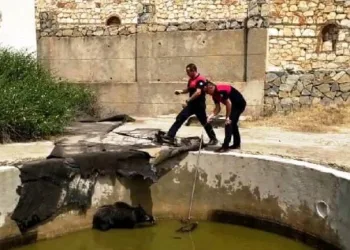 Yüzme Havuzuna Düşen Anne Domuz Ve Yavrularını İtfai̇ye Eki̇pleri̇ Kurtardı
