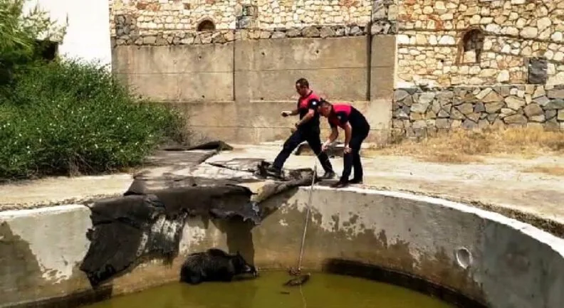 Yüzme Havuzuna Düşen Anne Domuz Ve Yavrularını İtfai̇ye Eki̇pleri̇ Kurtardı
