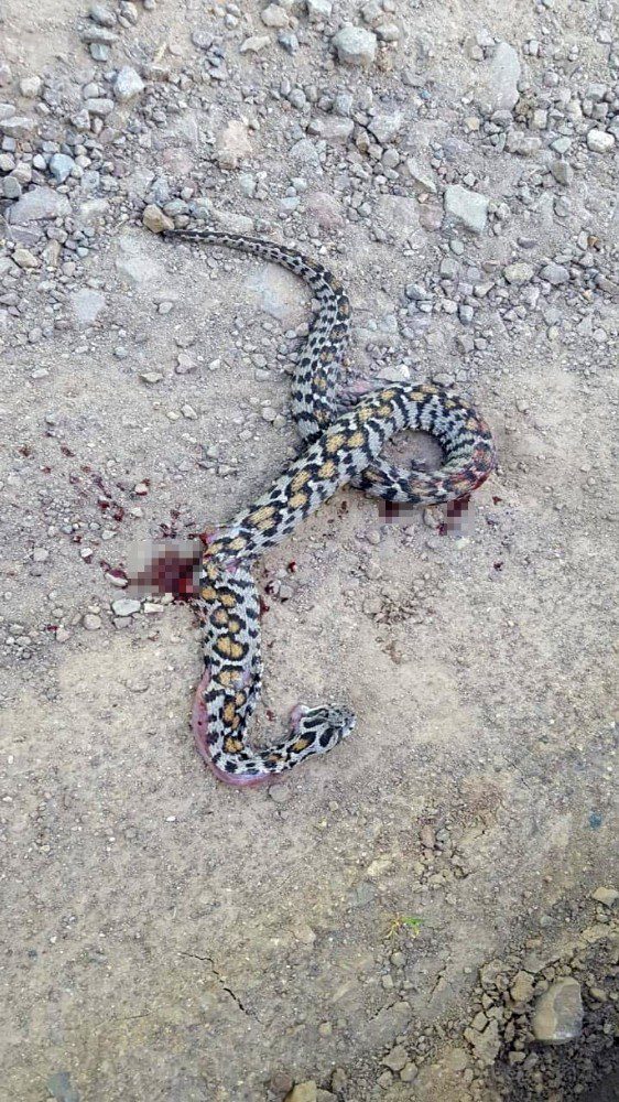 Bingöl'de zehirli yılanın ısırdığı genç hayata tutundu