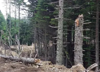 Uludağ’da ağaç katliamı iddiası