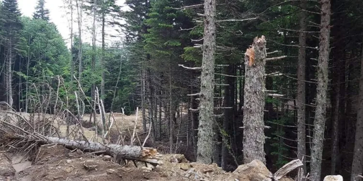 Uludağ’da ağaç katliamı iddiası