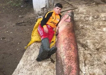 Barajdan 2 buçuk metrelik balık çıktı