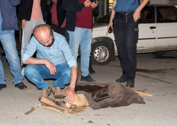 Otomobilin çarptığı köpek için vatandaşlar seferber oldu