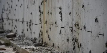 Muş’ta korkutan görüntü: İstila ettiler