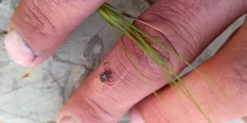 Kene ısırığı can aldı!