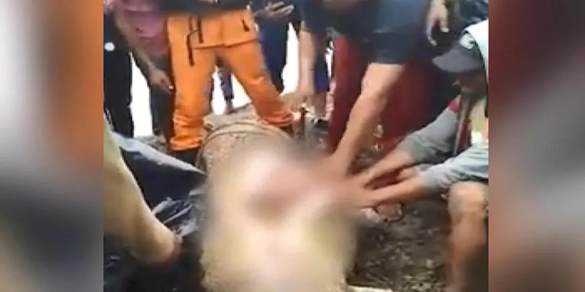 6 metrelik timsaha yem oldu! Organları midesinden çıktı