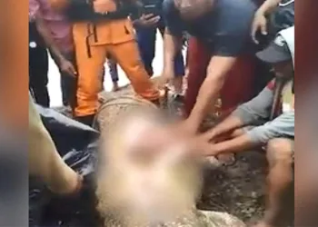 6 metrelik timsaha yem oldu! Organları midesinden çıktı