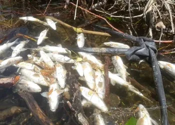 İznik’e yakışmayan görüntü… Balık ölümleri başladı