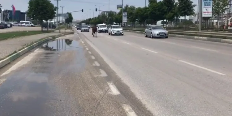 Bursa’da trafikte başıboş at paniği