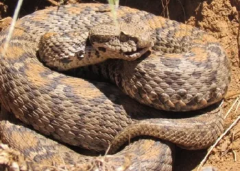 Tunceli’de zehirli yılan alarmı! 1 saatte öldürüyor…