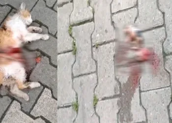 Hamile kedi karnı yarılmış halde ölü bulundu