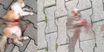 Hamile kedi karnı yarılmış halde ölü bulundu