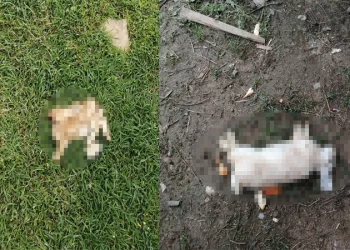 Bursa’da başıboş köpekler tavşan ve tavukları telef etti