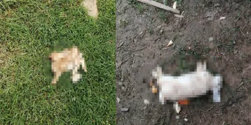 Bursa’da başıboş köpekler tavşan ve tavukları telef etti