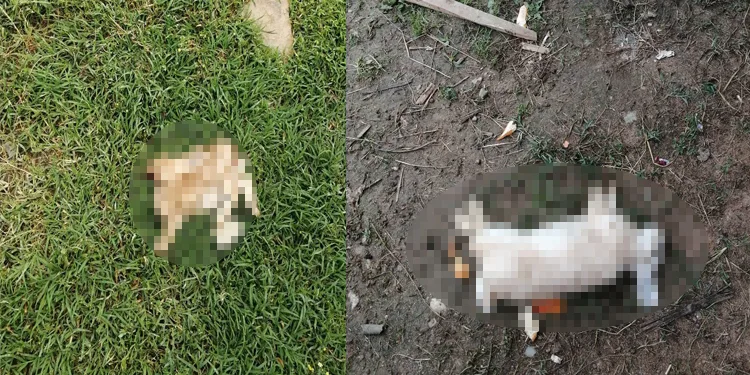 Bursa’da başıboş köpekler tavşan ve tavukları telef etti