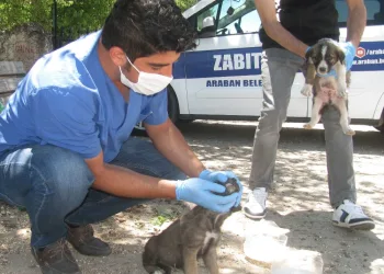 Anneleri̇ni̇n Terk Etti̇ği̇ Kedi̇ Ve Köpek Yavrularına Beledi̇ye Sahi̇p Çıktı
