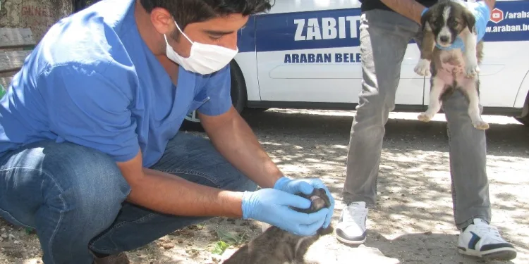 Anneleri̇ni̇n Terk Etti̇ği̇ Kedi̇ Ve Köpek Yavrularına Beledi̇ye Sahi̇p Çıktı