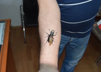 Antalya’da nesli̇ tehlike altında olan geyi̇k böceği̇ bulundu
