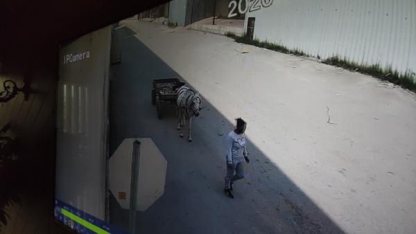 Bursa'daki at arabalı hırsız kameralara yakalandı