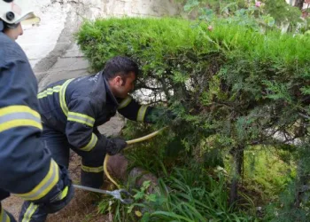 Bahçede yılan paniği! İtfaiye ekipleri müdahale etti