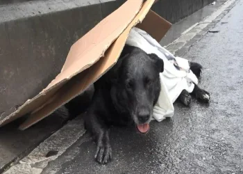 Bayrampaşa’da yaralı köpeği kurtarma seferberliği