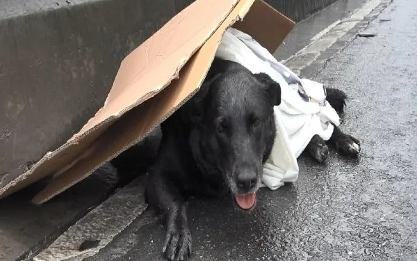 Bayrampaşa’da yaralı köpeği kurtarma seferberliği