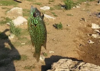 Bursa’da gölette yakalanan balık şaşırttı! Çok tehlikeli…