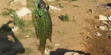 Bursa’da gölette yakalanan balık şaşırttı! Çok tehlikeli…