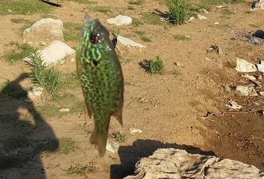 Bursa’da gölette yakalanan balık şaşırttı! Çok tehlikeli…