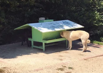 Osmangazi Belediyesi can dostları yalnız bırakmadı