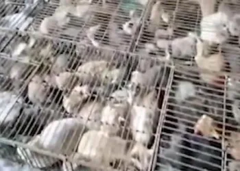 700 kedi son anda kurtarıldı