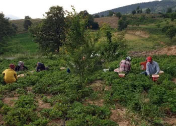 Bursa’da dağ çileği̇ni̇n hasadına başlandı