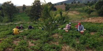 Bursa’da dağ çileği̇ni̇n hasadına başlandı