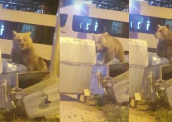Bursa Uludağ’da aç kalan ayılar çöpte yiyecek aradı