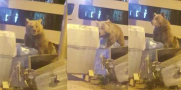Bursa Uludağ’da aç kalan ayılar çöpte yiyecek aradı