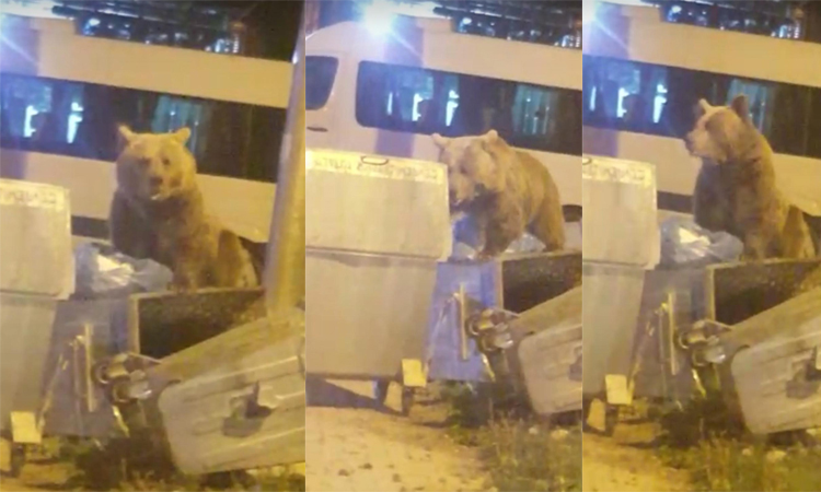 Yine geldiler... Bursa'da aç kalan ayılar çöpte yiyecek aradı