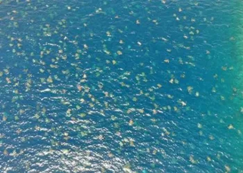 Drone ile ilk kez görüntülendi, binlercesi ortaya çıktı