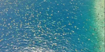 Drone ile ilk kez görüntülendi, binlercesi ortaya çıktı