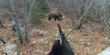 Domuz avına gitti sırtından vurularak öldü